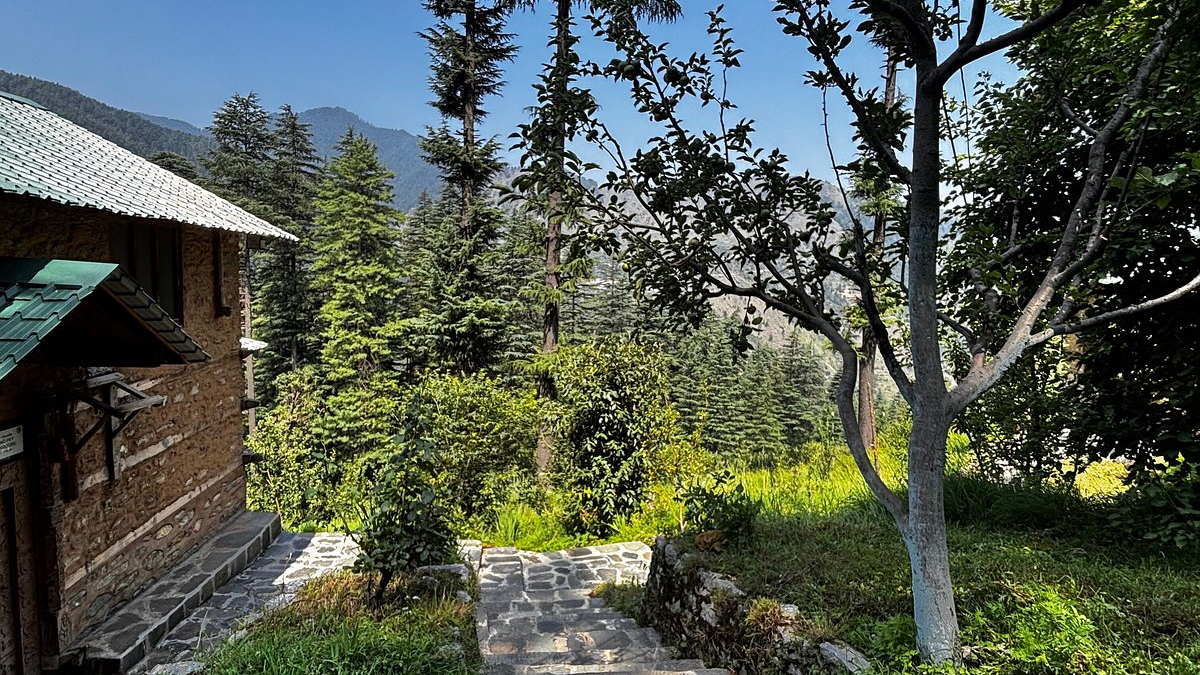 Ancient Kanasar Deodar Tree Canopy Atmosphere